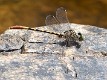 Austroepigomphus turneri male-2